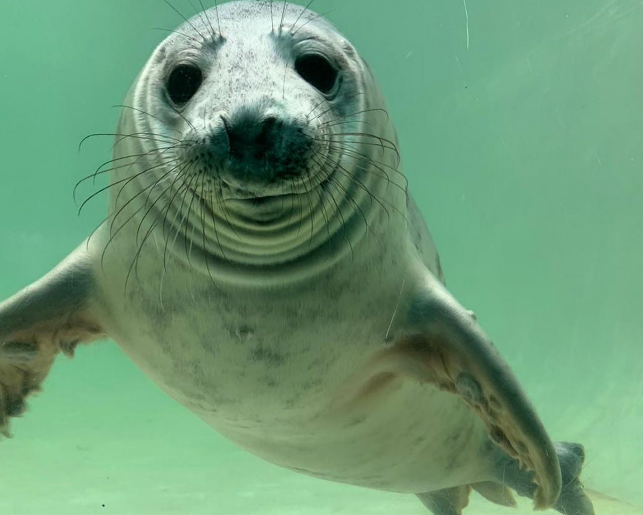 Conish seal sanctuary Best Days Out Cornwall