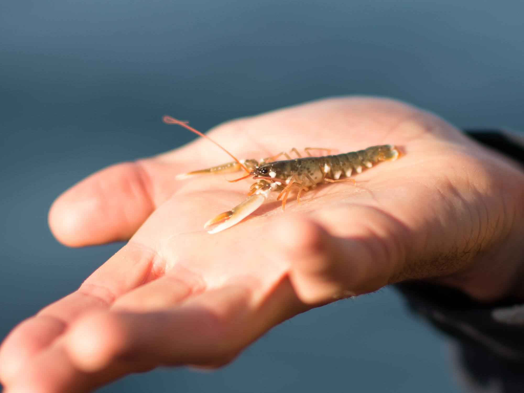 National Lobster Hatchery Best Days Out Cornwall