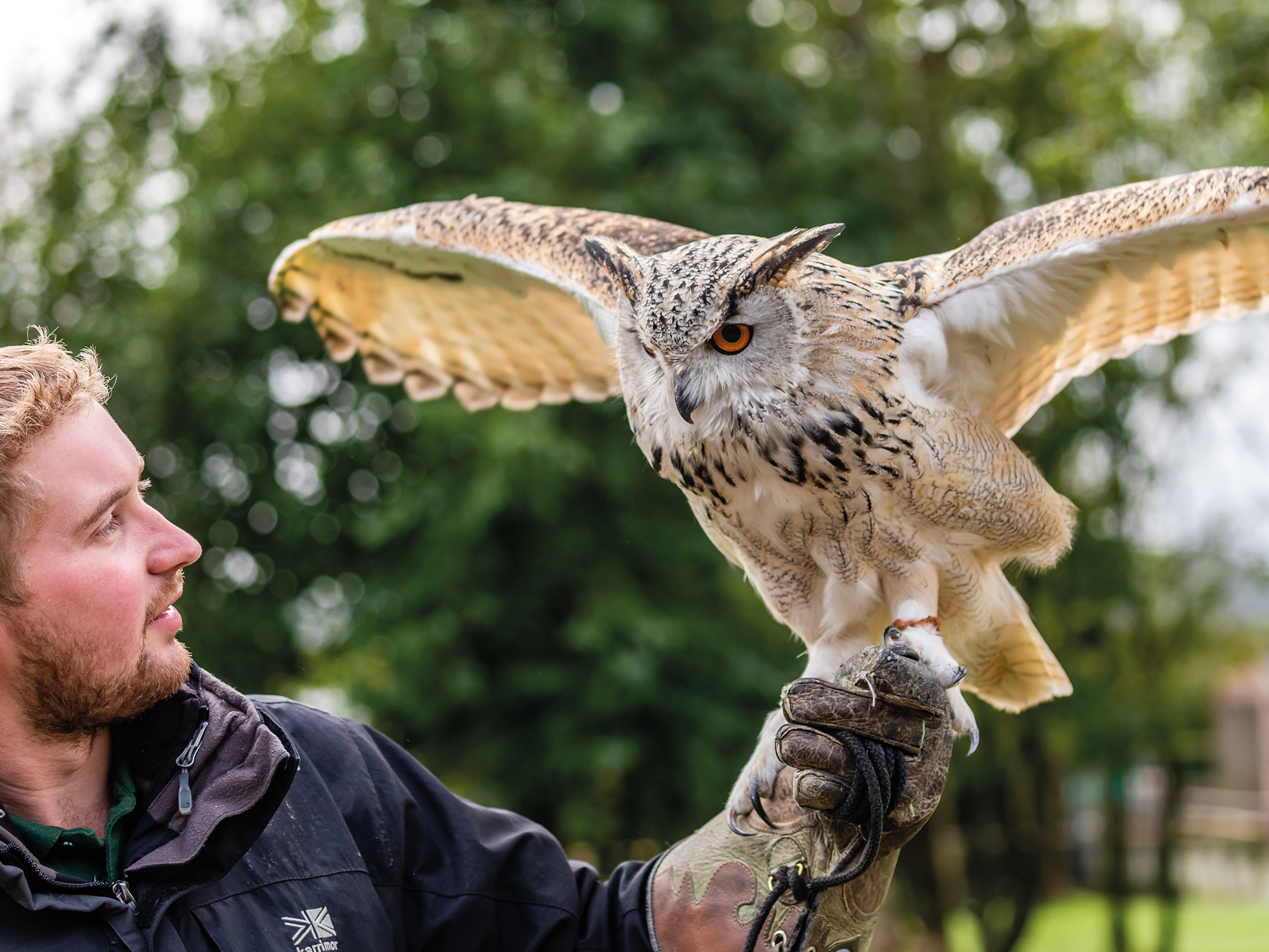 Screech Owl Sanctuary Best Days Out Cornwall