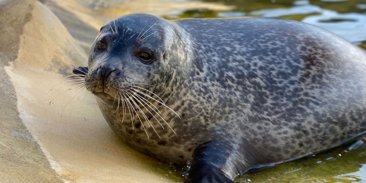 Cornish Seal Sanctuary Best Days Out Cornwall
