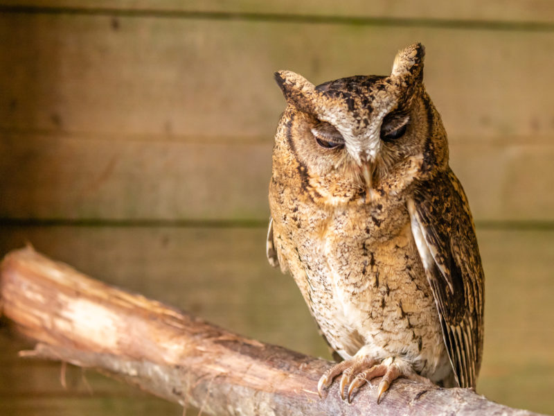 Screech Owl Sanctuary Best Days Out Cornwall