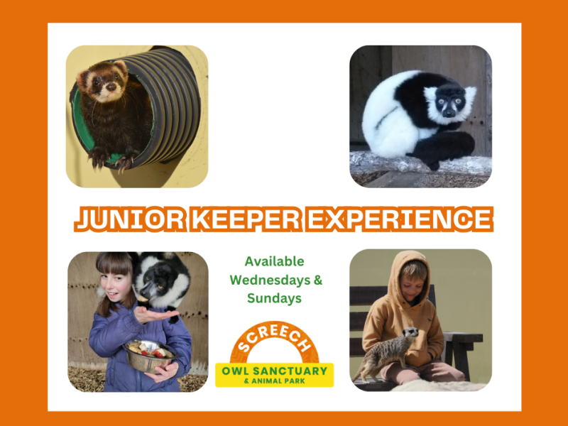 Junior Zoo Keeper at Screech Owl Sanctuary