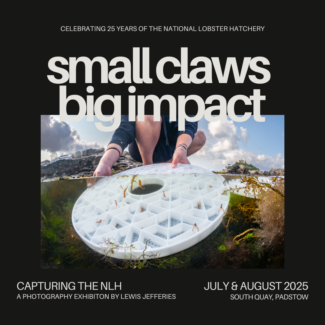 Exhibition: Small Claws Big Impact