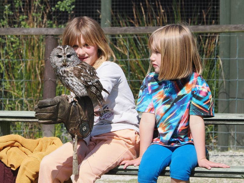 Owl handling at Screech Owl Sanctuary