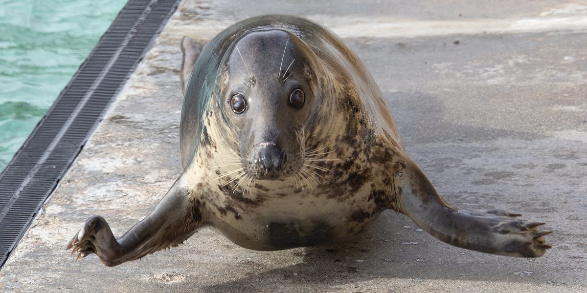 Seal at the Cornish Seal Sanctuary