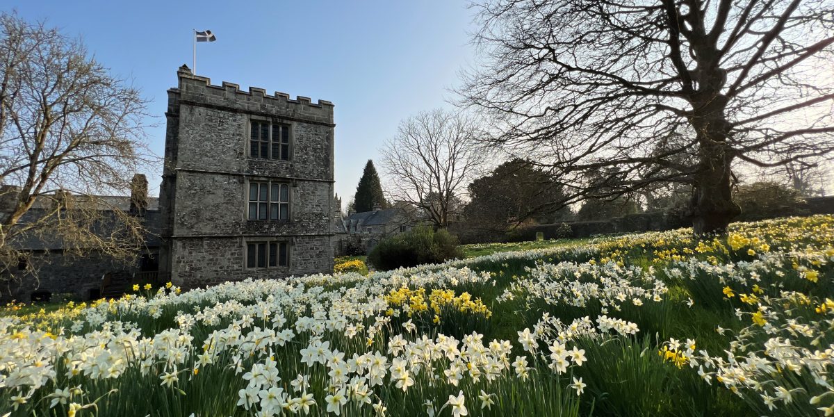 Daffodils in the meadow behind Cotehele House
