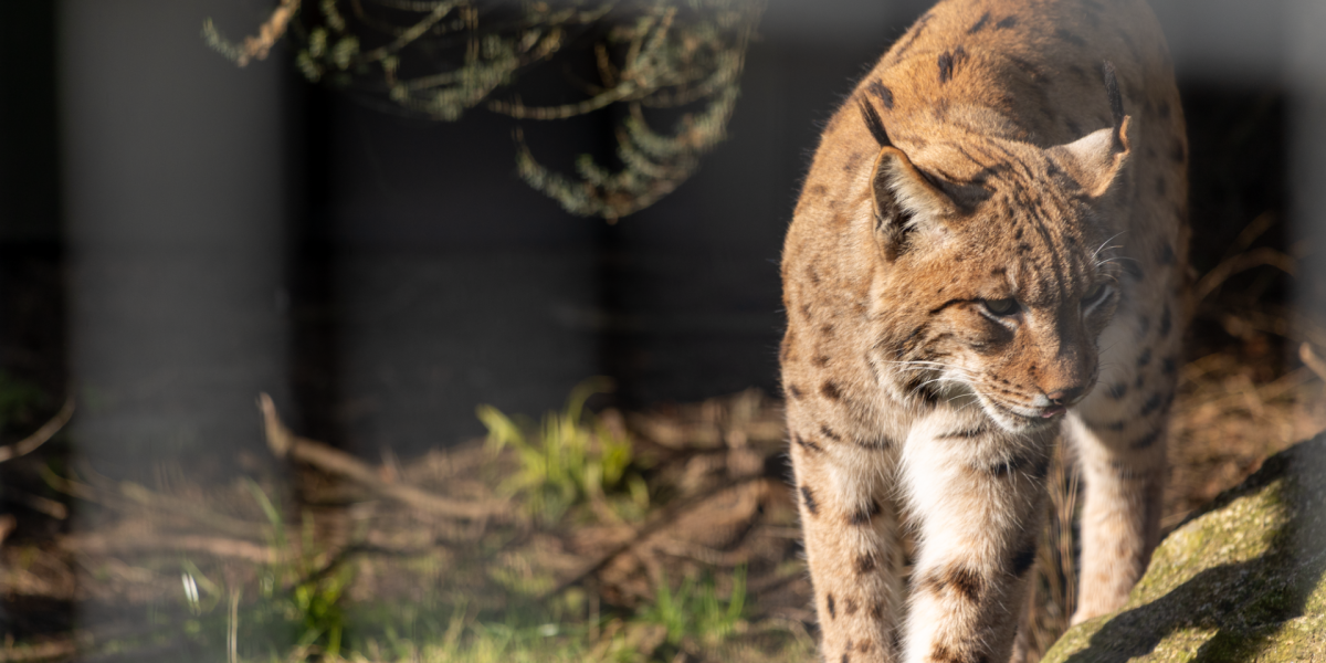 Lynx at Newquay Zoo