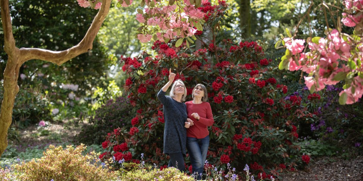 Blossom at Trelissick