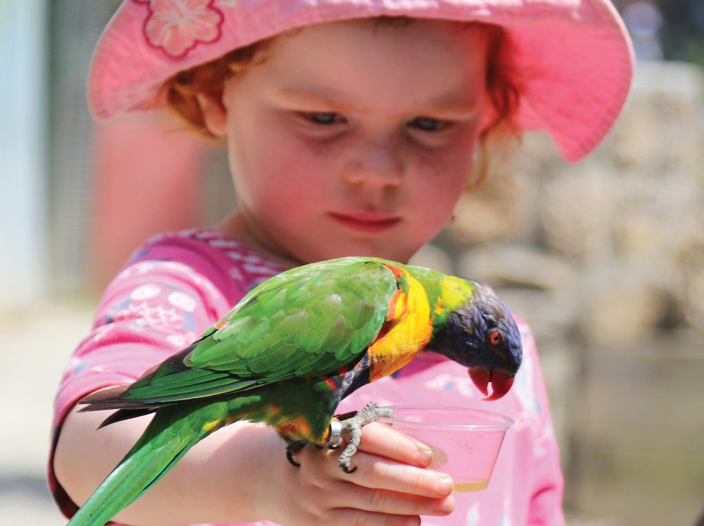 Preschoolers Activities at Paradise Park Cornwall