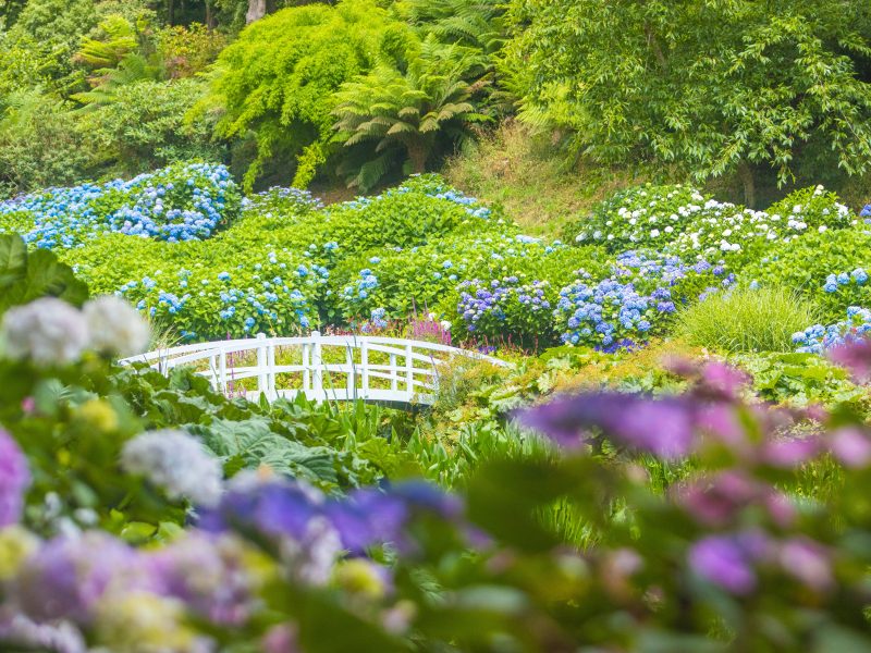 Trebah Hydrangeas