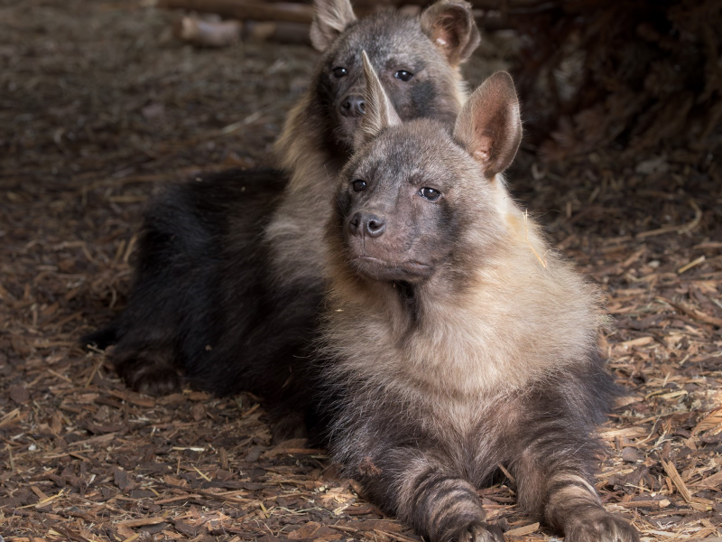 Brown hyenas at Newquay Zoo