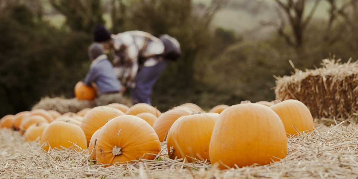 Pumpkins in a field