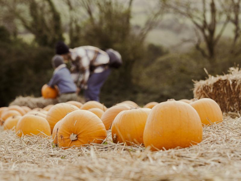 Pumpkins in a field