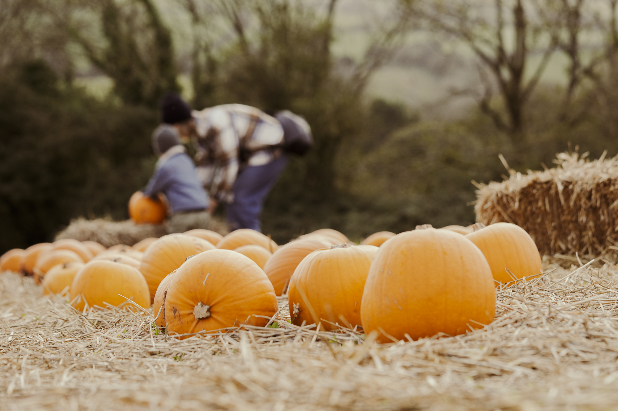 Spooktacular Halloween Fun Awaits at Healeys Cornish Cyder Farm