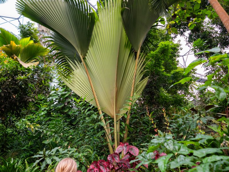 coco de mer