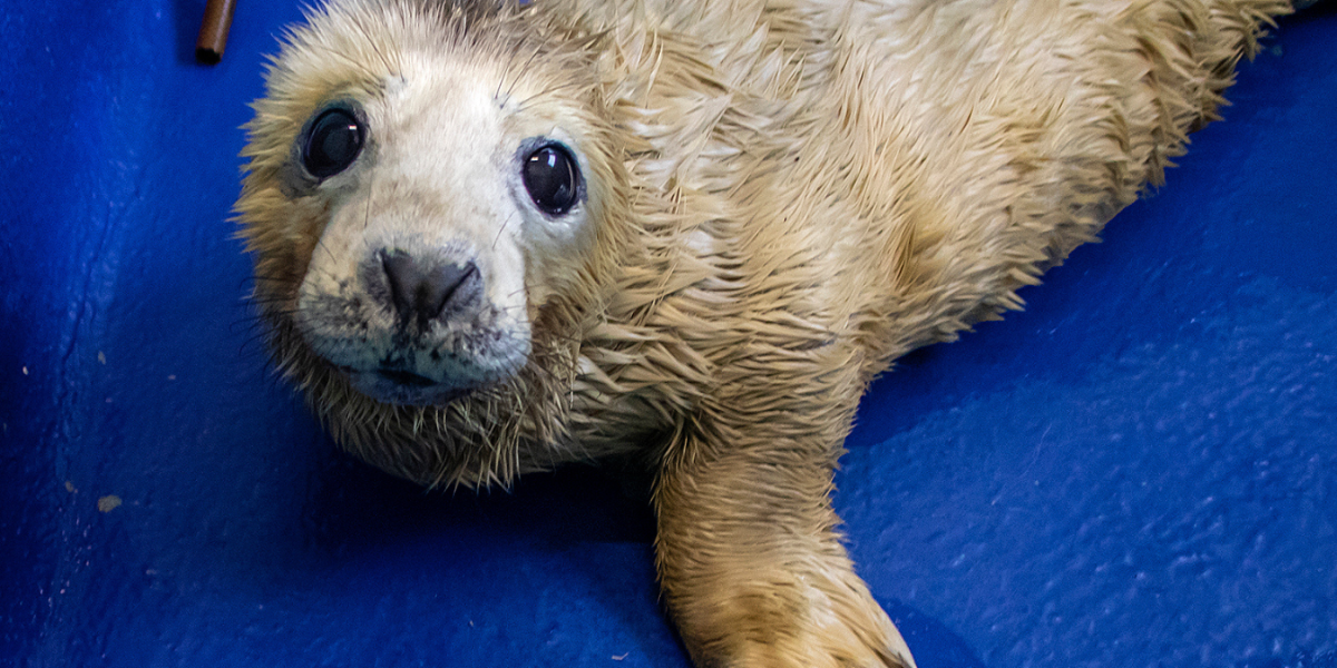Seal at the seal sanctuary