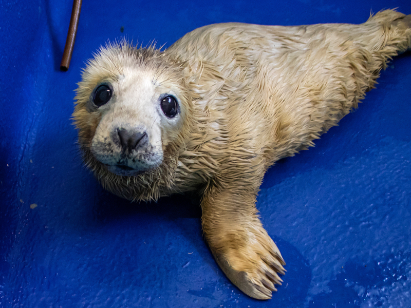Seal at the seal sanctuary