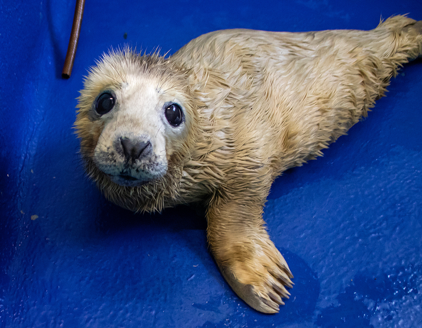 Become a Seal Pup Hero this October Half Term!