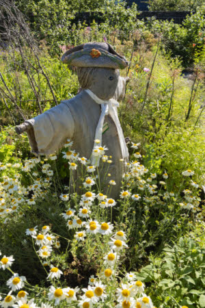 Swashbuckling Scarecrows at Cotehele 