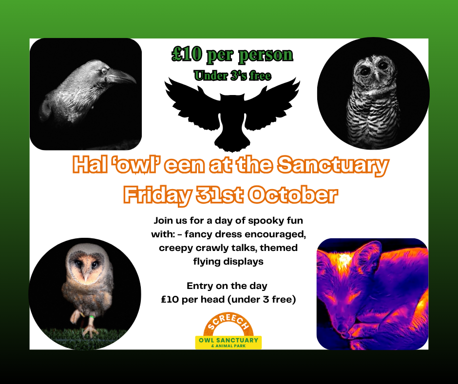 Hal’owl’een at Screech Owl Sanctuary