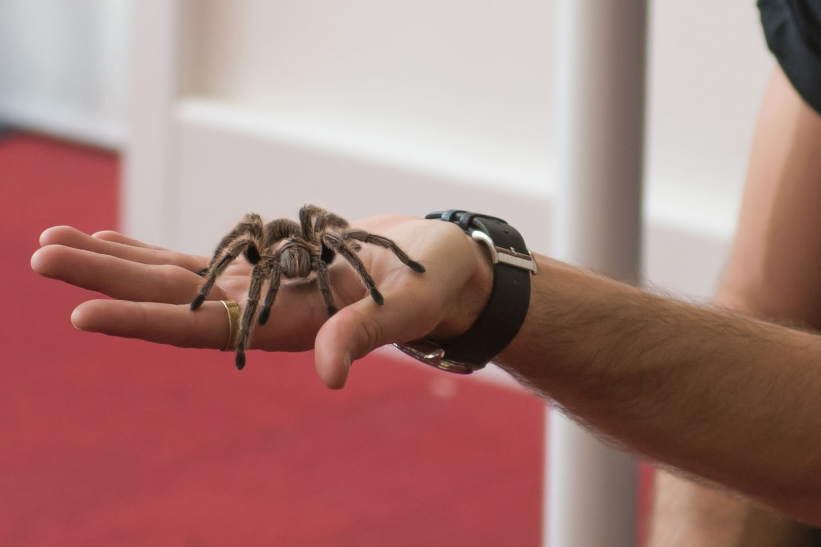 Zoolab Halloween Workshop At Trebah