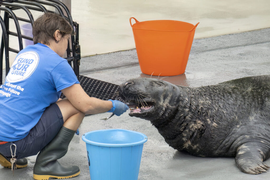 Cornish Seal Sanctuary