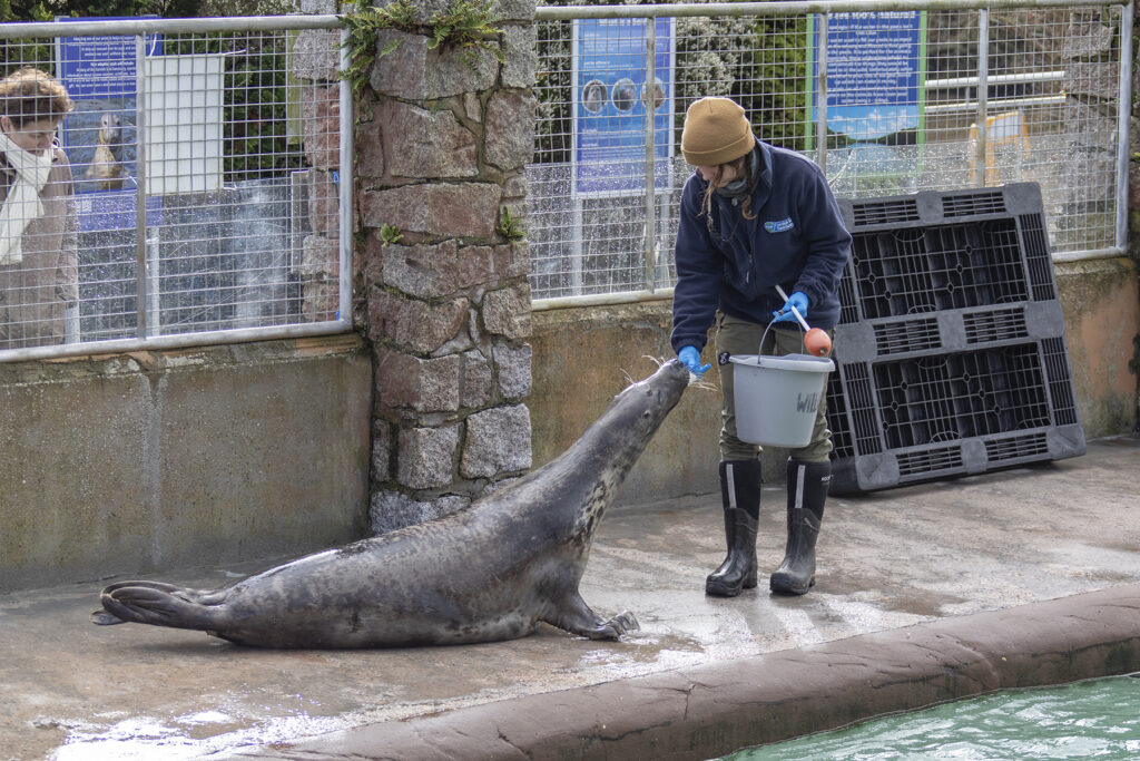 Cornish Seal Sanctuary
