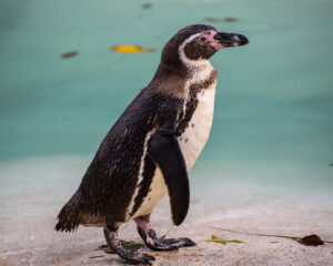 Newquay Zoo Penguin 300x240
