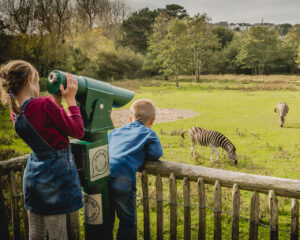 Newquay Zoo Zebra 300x240