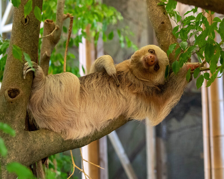Newquay Zoo sloth 768x614