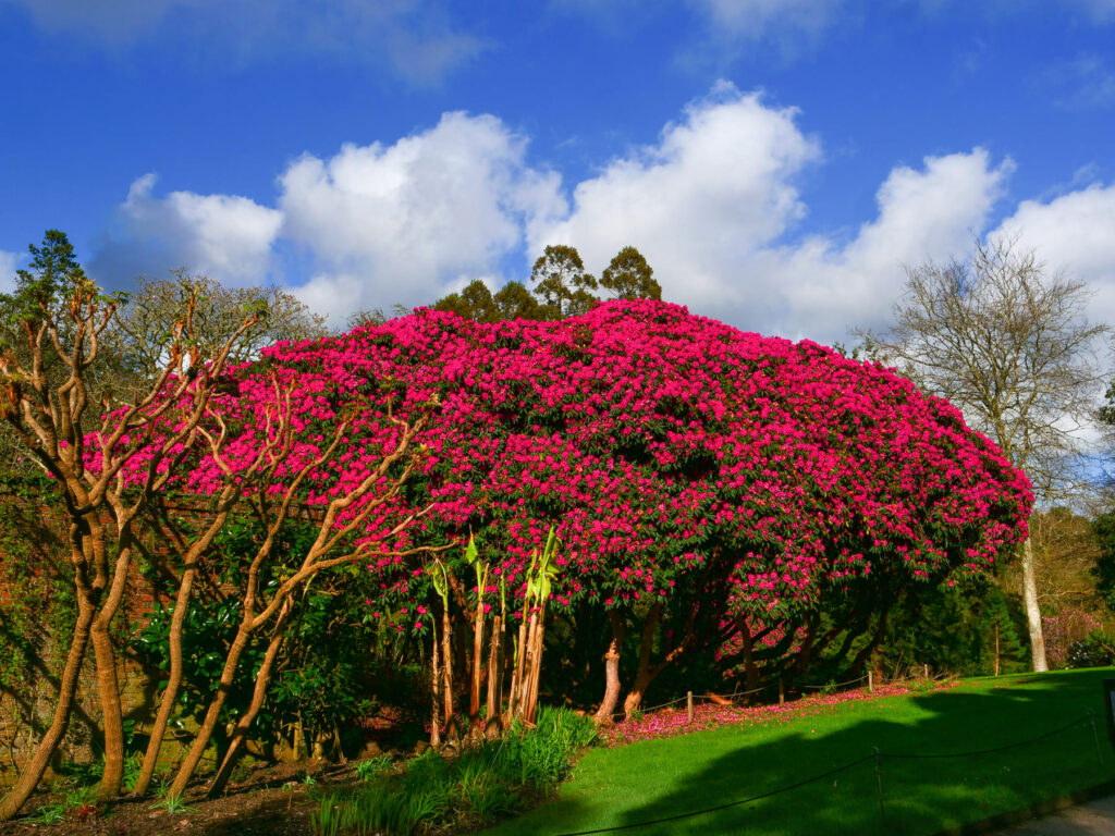 Trelissick Gardens