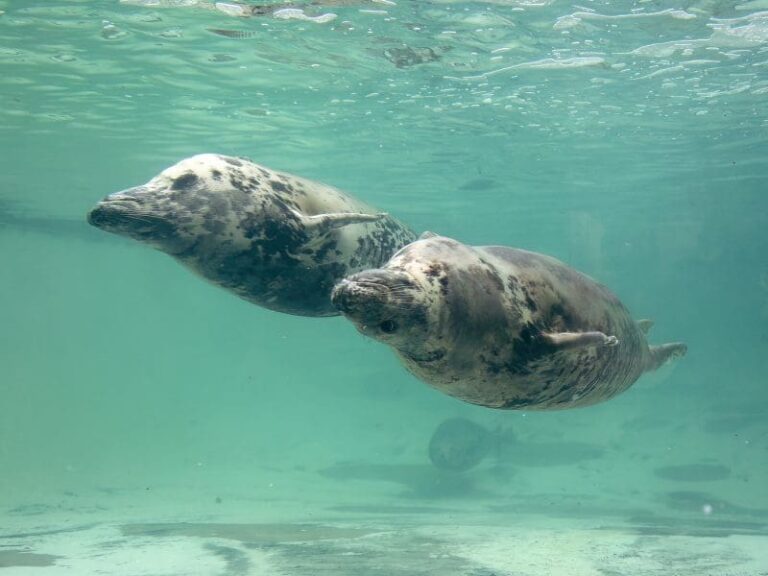 cornish seal sanctuary 768x576