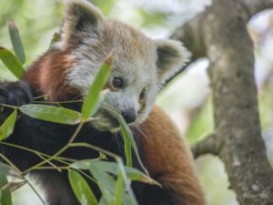 newquay zoo 300x225