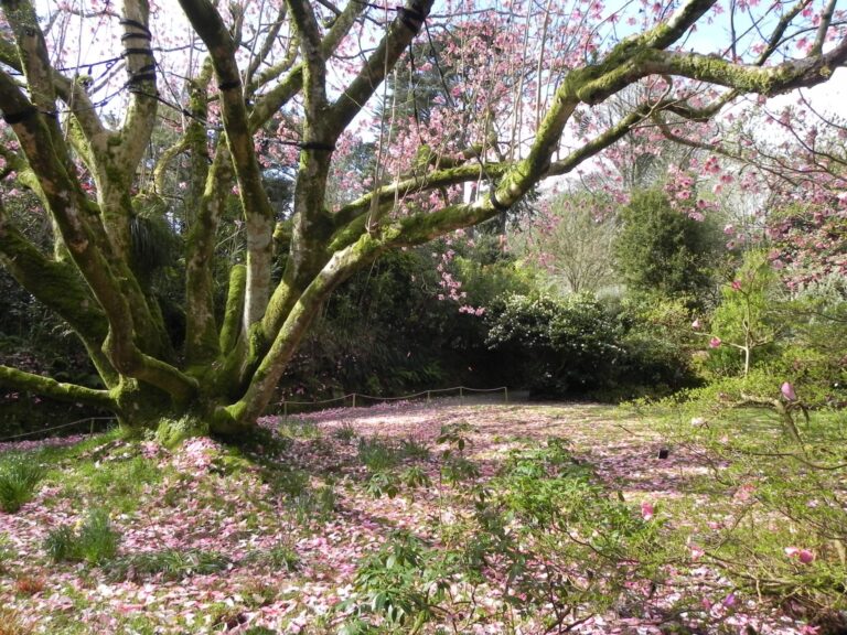 trengwainton garden 768x576