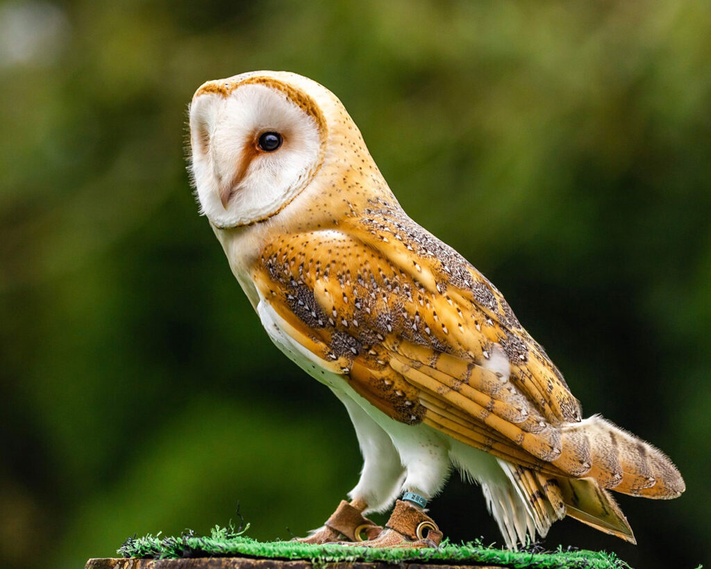 Screech Owl Sanctuary
