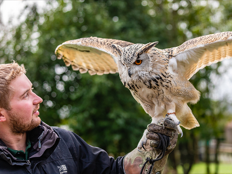 Screech Owl Sanctuary