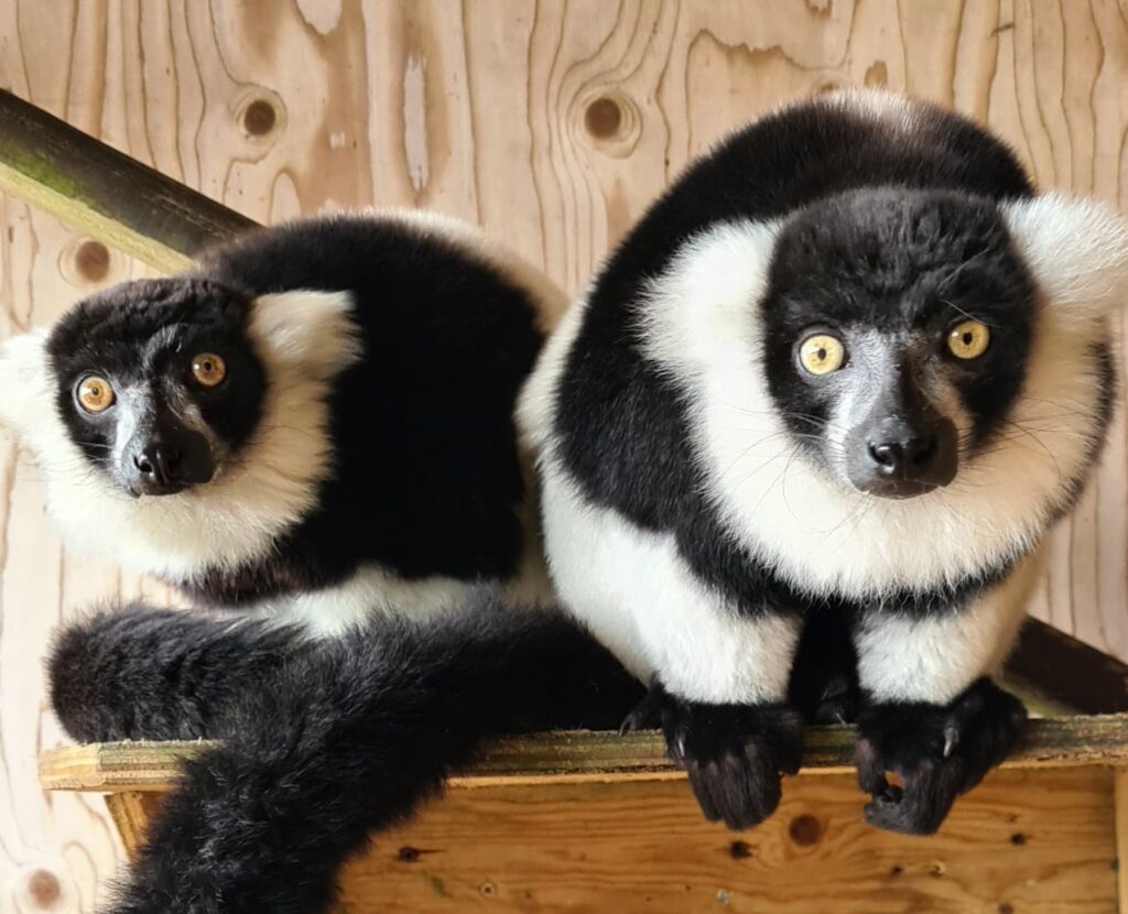 Lemurs at Screech Owl Sanctuary