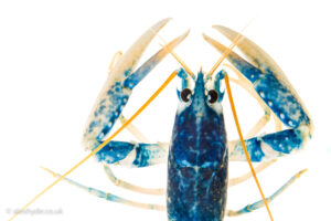 15 ┬® Alex Hyde Homarus gammarus 300x200