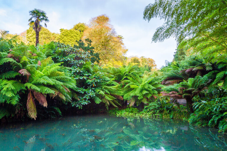 Azolla Pool at Trebah Garden Azolla Pool at Trebah Garden