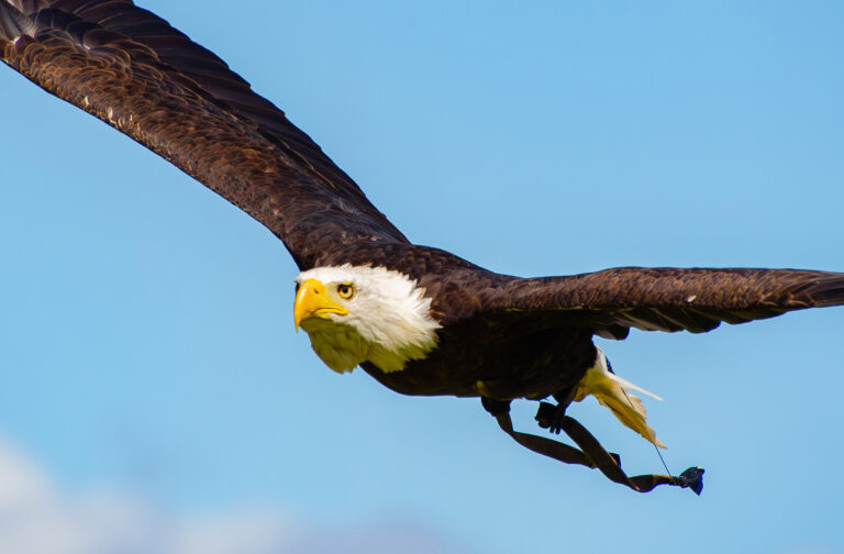 Summer Eagles of Paradise Display - Paradise Park Wildlife Sanctuary Summer Eagles of Paradise Display - Paradise Park Wildlife Sanctuary