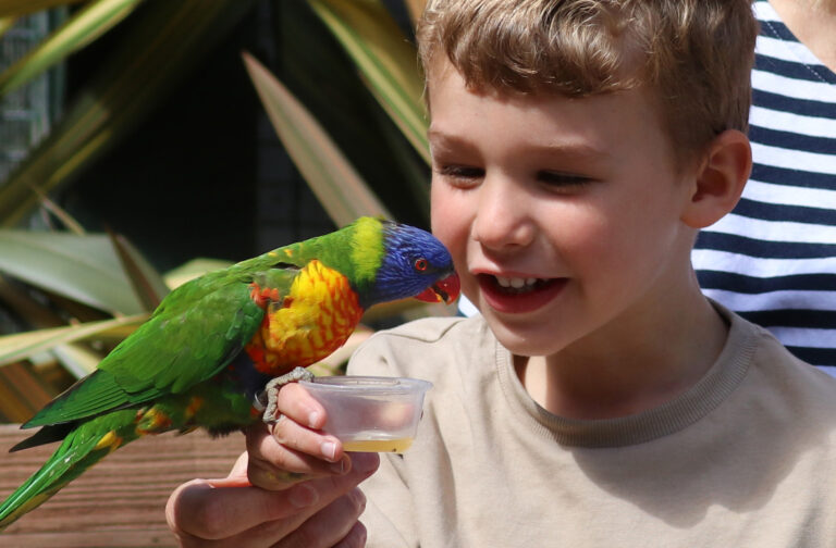 Lorikeet feeding experience Paradise Park Wildlife Sanctuary Lorikeet feeding experience Paradise Park Wildlife Sanctuary