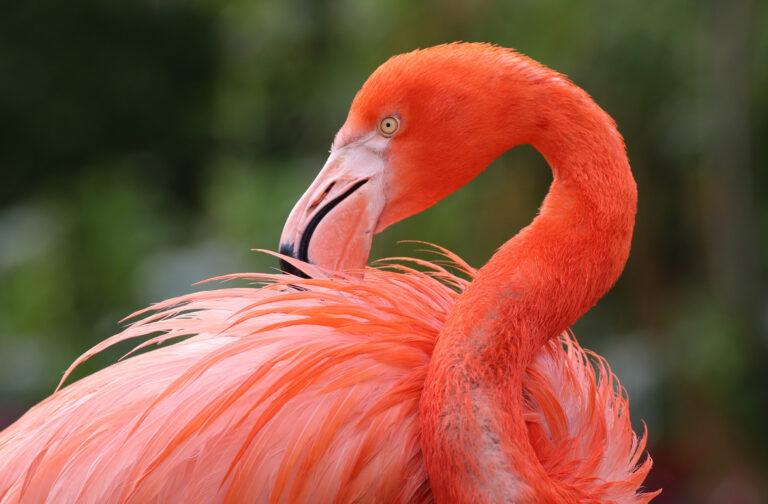 Caribbean flamingo Paradise Park Wildlife Sanctuary Caribbean flamingo Paradise Park Wildlife Sanctuary