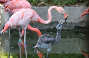 Flamingo chick being fed at Paradise Park Wildlife Sanctuary Flamingo chick being fed at Paradise Park Wildlife Sanctuary