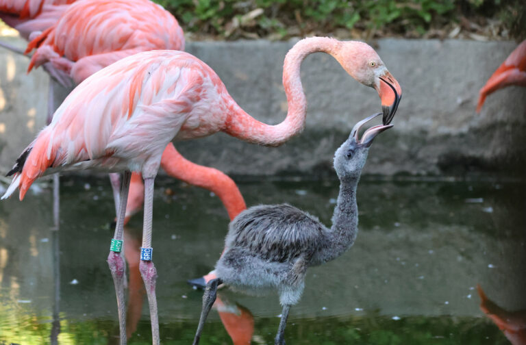 Flamingo chick being fed at Paradise Park Wildlife Sanctuary Flamingo chick being fed at Paradise Park Wildlife Sanctuary