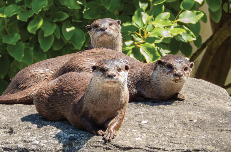 Otter Paradise Park Wildlife Sanctuary Otter Paradise Park Wildlife Sanctuary