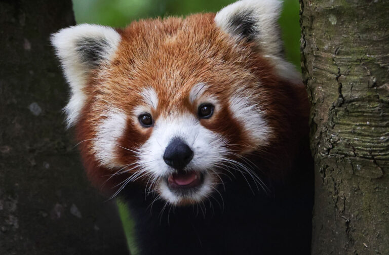 Red Panda Paradise Park Wildlife Sanctuary Red Panda Paradise Park Wildlife Sanctuary