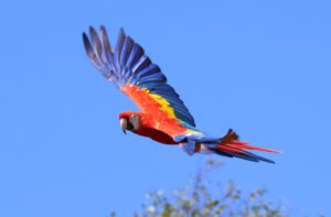 Scarlet Macaw Paradise Park Wildlife Sanctuary Scarlet Macaw Paradise Park Wildlife Sanctuary