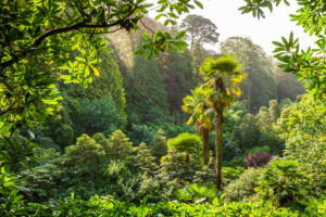 Palm trees at Trebah Garden Palm trees at Trebah Garden