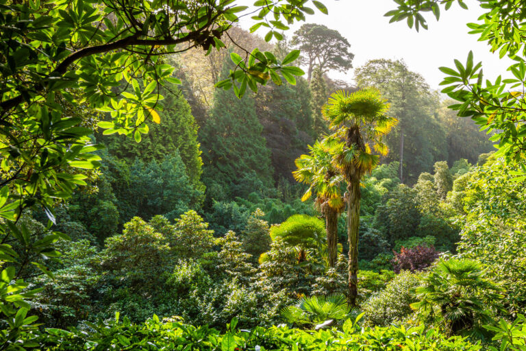 Palm trees at Trebah Garden Palm trees at Trebah Garden
