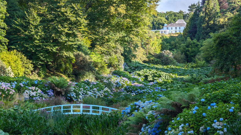 Trebah Garden Valley 768x432